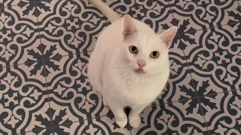 Cat Can’t Relax Until We Witness His Hop, Twirl, and Flop