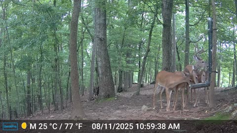 The Woods – 08/12/2025