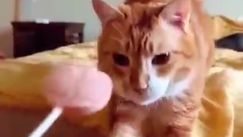 Funny cat video 🤣🤣
