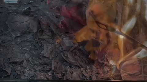 Tim Rifat TikTok Videos