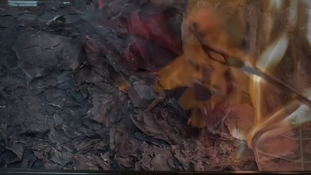 Tim Rifat TikTok Videos