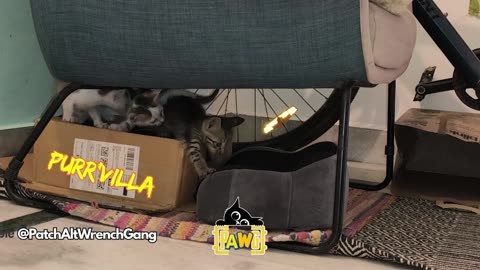 Kittens Patch/Alt/Mellow/Kkopy exploring PurrVilla for the 1st time