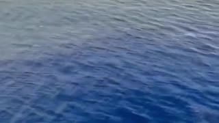 Freedom visualized. Dolphins