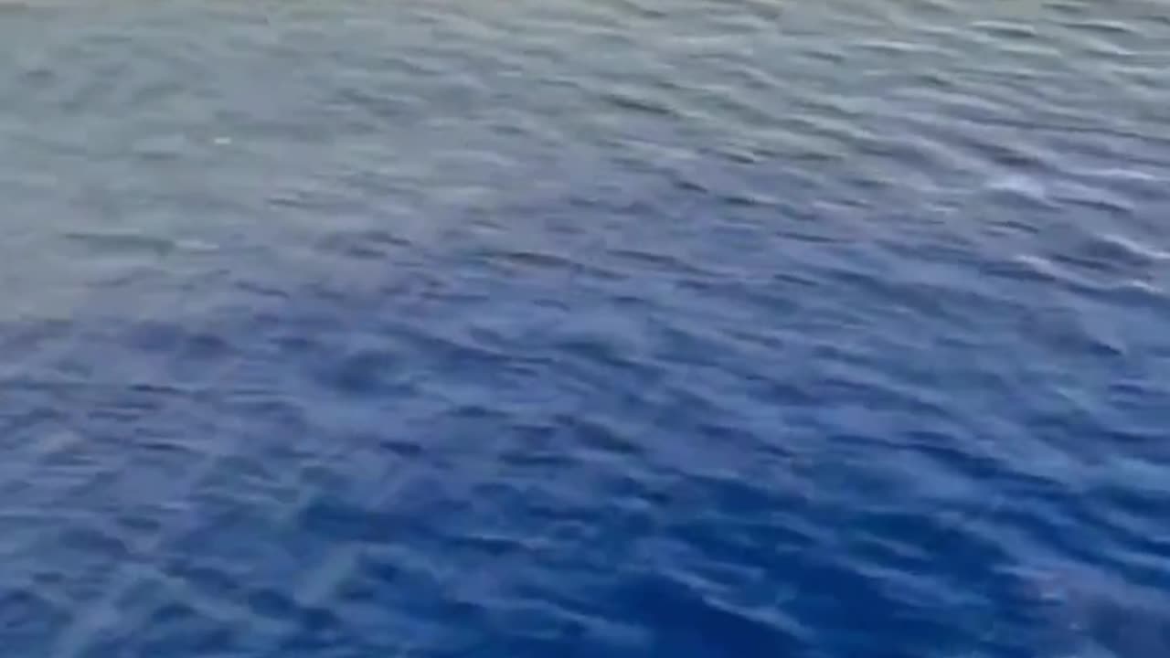Freedom visualized. Dolphins