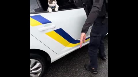 Furry Fails & Funny Cats: Compilation You Can’t Resist!