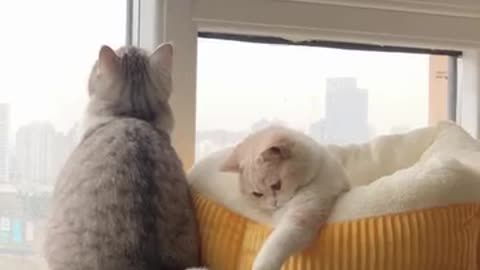 If you are watching this video, know that God has made you the guardian angel of a hungry cat💝