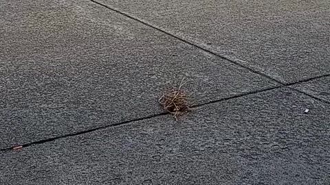 THE LITTLE TUMBLEWEED THAT COULD