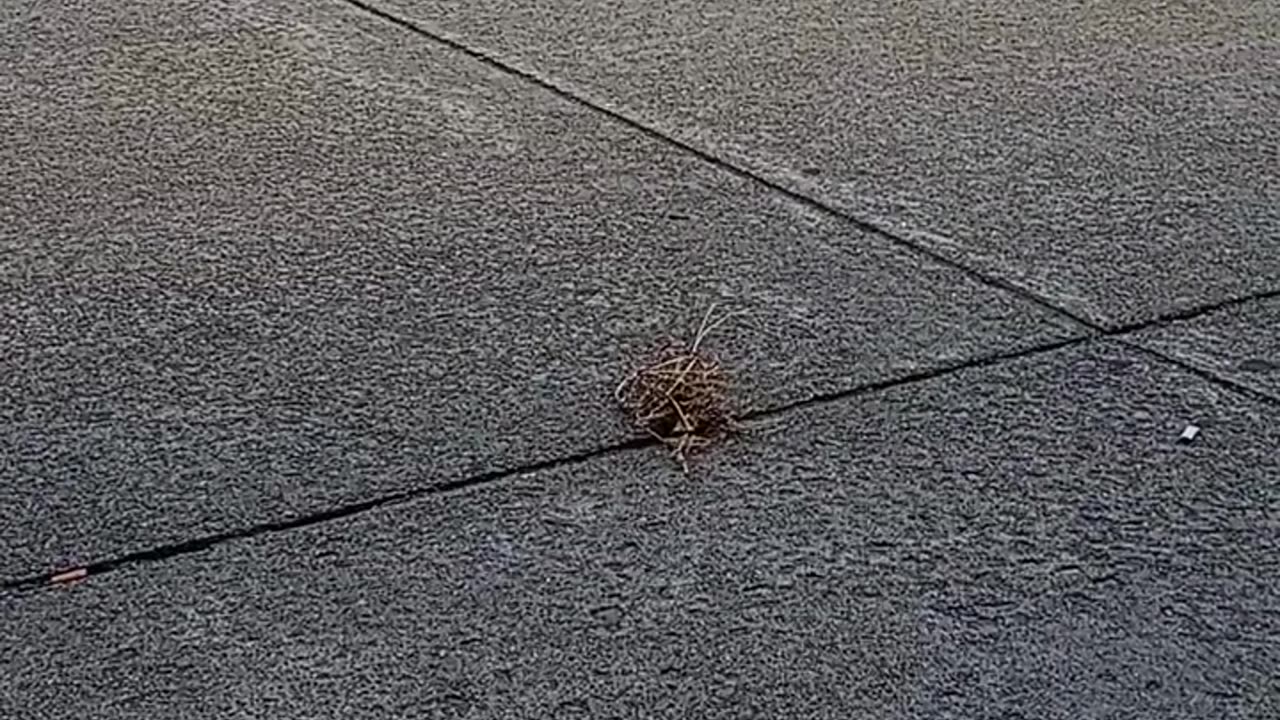 THE LITTLE TUMBLEWEED THAT COULD