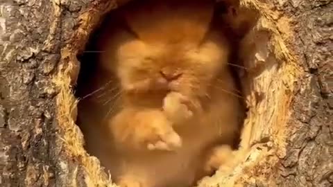 cute bunny | cute rabbit