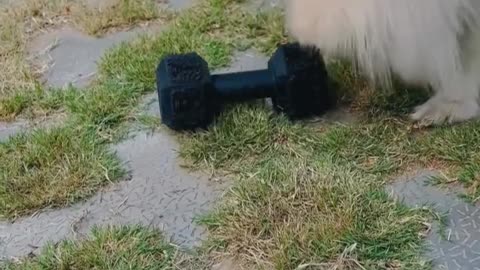 Dumbbell Chew Toy For Dogs