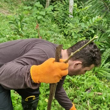 Expat Life in the Philippines | Planting Mulberry Cuttings at the Farm 🌱🇵🇭