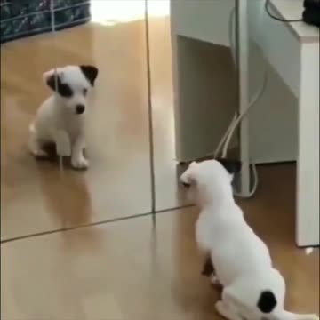Puppy sees himself in the mirror for the first time