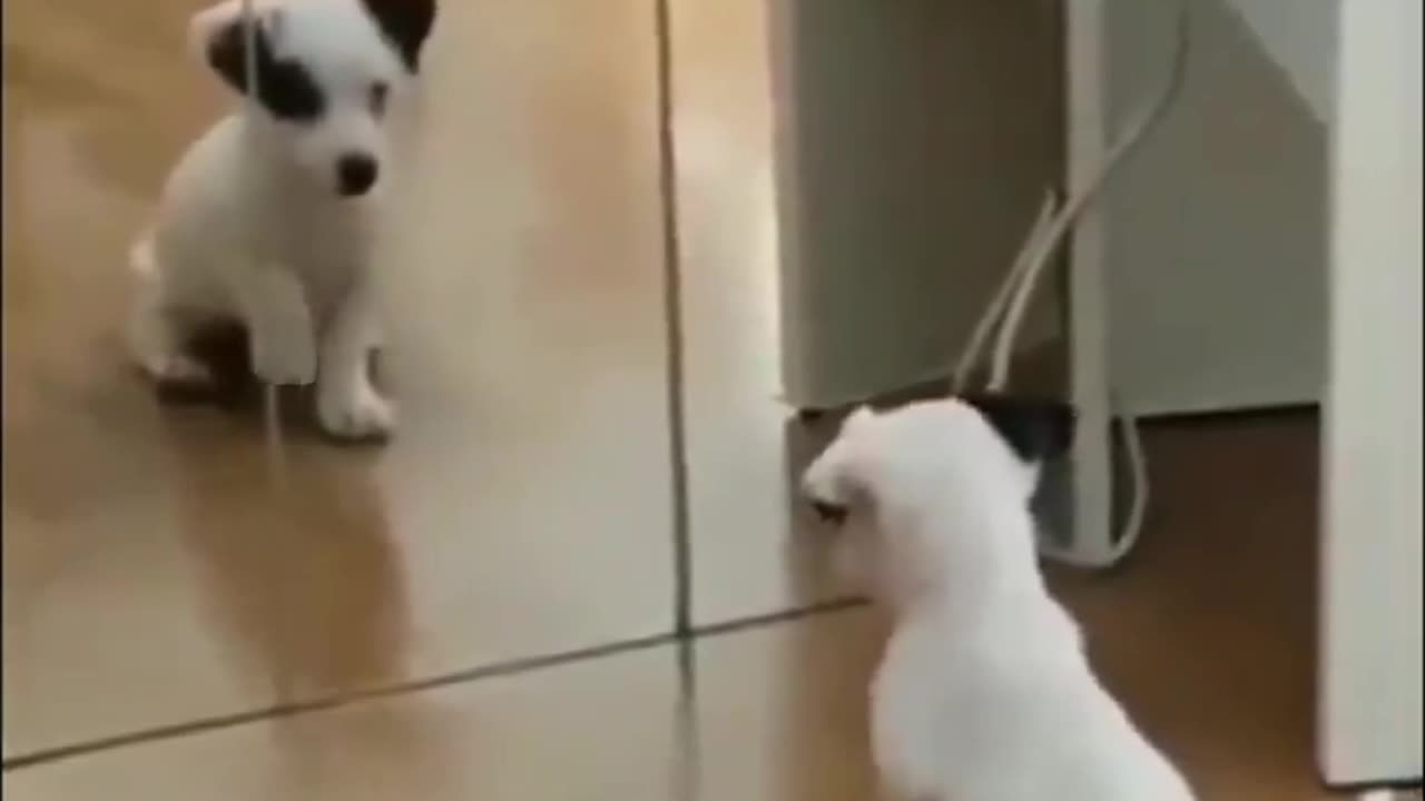 Puppy sees himself in the mirror for the first time