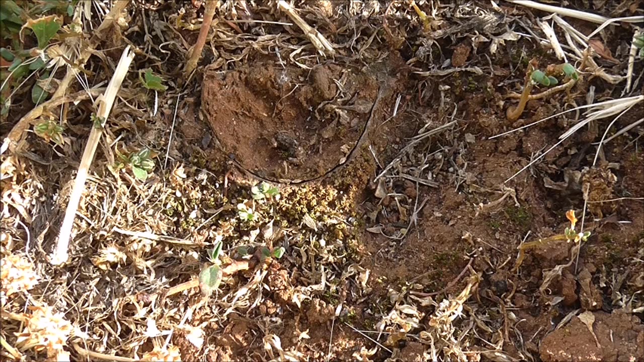 Trapdoor Spider Bashes Up Ant Intruder