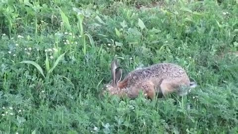 Brown Hare Fighting