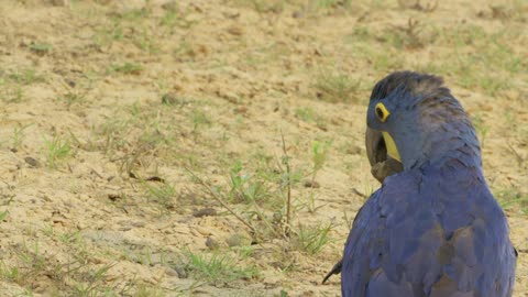 Brazil Untamed: Series 1_Bird Paradise