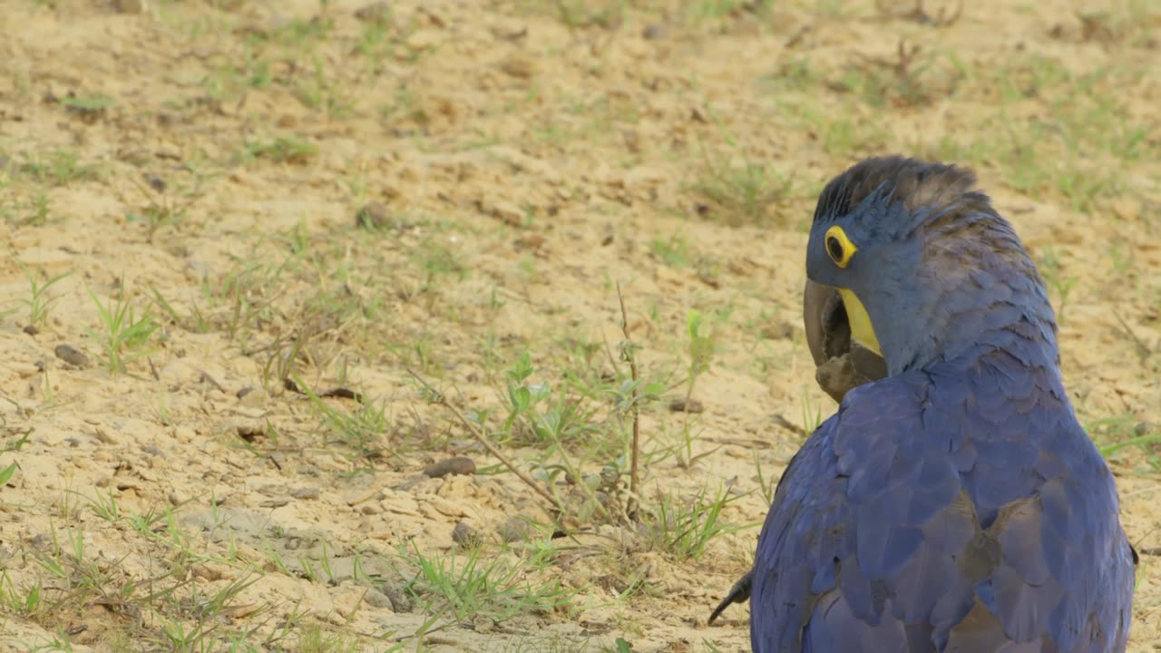 Brazil Untamed: Series 1_Bird Paradise