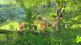 Incredible: All gas, no brakes! #kennel #dog #viral #hoghunting #dogo #hunt #hu