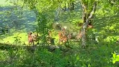 Incredible: All gas, no brakes! #kennel #dog #viral #hoghunting #dogo #hunt #hu