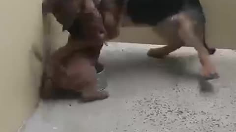 animals