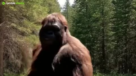 MONKEY 🐒 ON VLOG