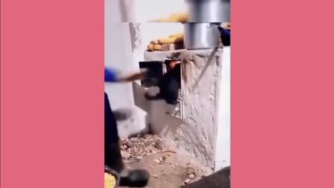 Animals funny video