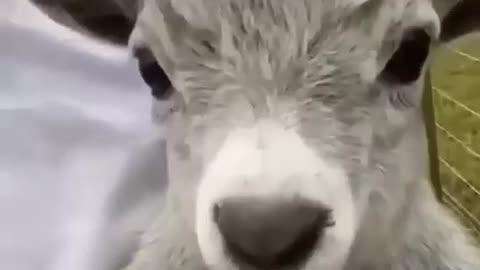 Try not to laugh