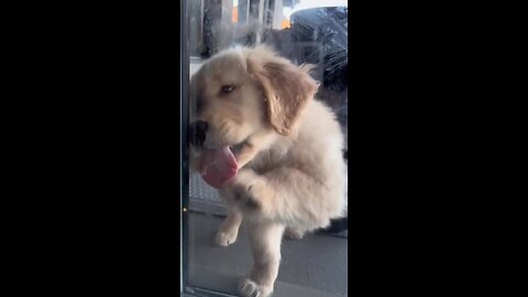funny 😅😅😅#funny#pet