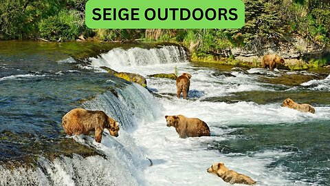Katmai National Park Bear Feeding Live Stream!