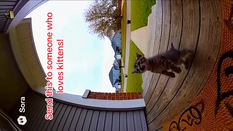 Wait For It... The Cutest Kitten Surprise! 🐱🐊 || #RumbleTranding #RumbleViral #RumbleWallet #Viral