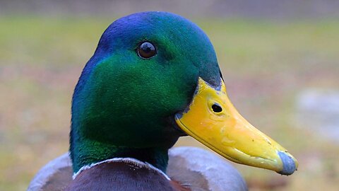 My Steadfast Companion, Always by My Side. Mallard Duck Drake