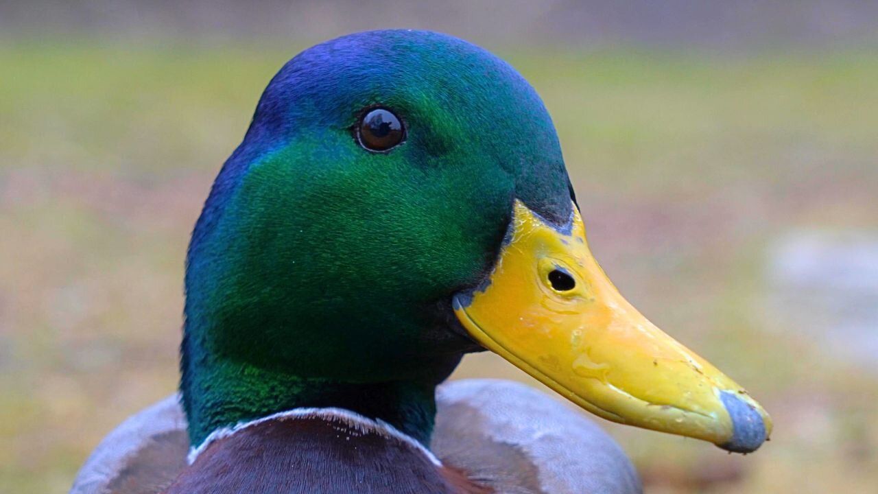 My Steadfast Companion, Always by My Side. Mallard Duck Drake