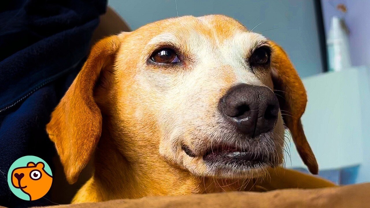 Cheeky Dog Only Has Eyes For One Person, Her Dad | Cuddle Buddies