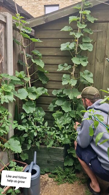 Taking in a good size cucumber harvest🤩🥒