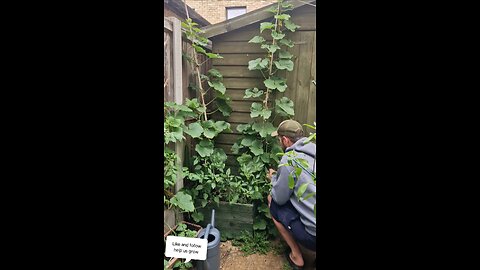 Taking in a good size cucumber harvest🤩🥒