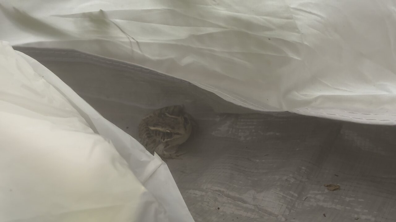 Frog in the tent