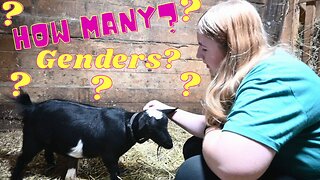 Old WIVES Tales That TELL If Your GOAT Is Pregnant
