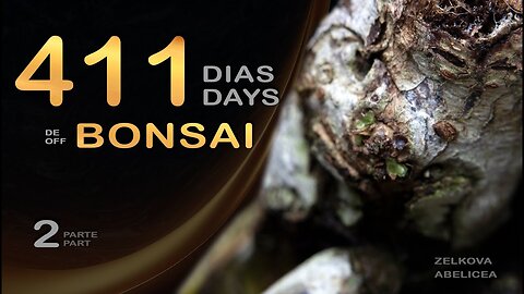 411 dias de bonsai: Bonsai SP