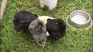 Young chicks broomed off the snack plate by a stalker.