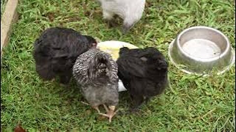 Young chicks broomed off the snack plate by a stalker.