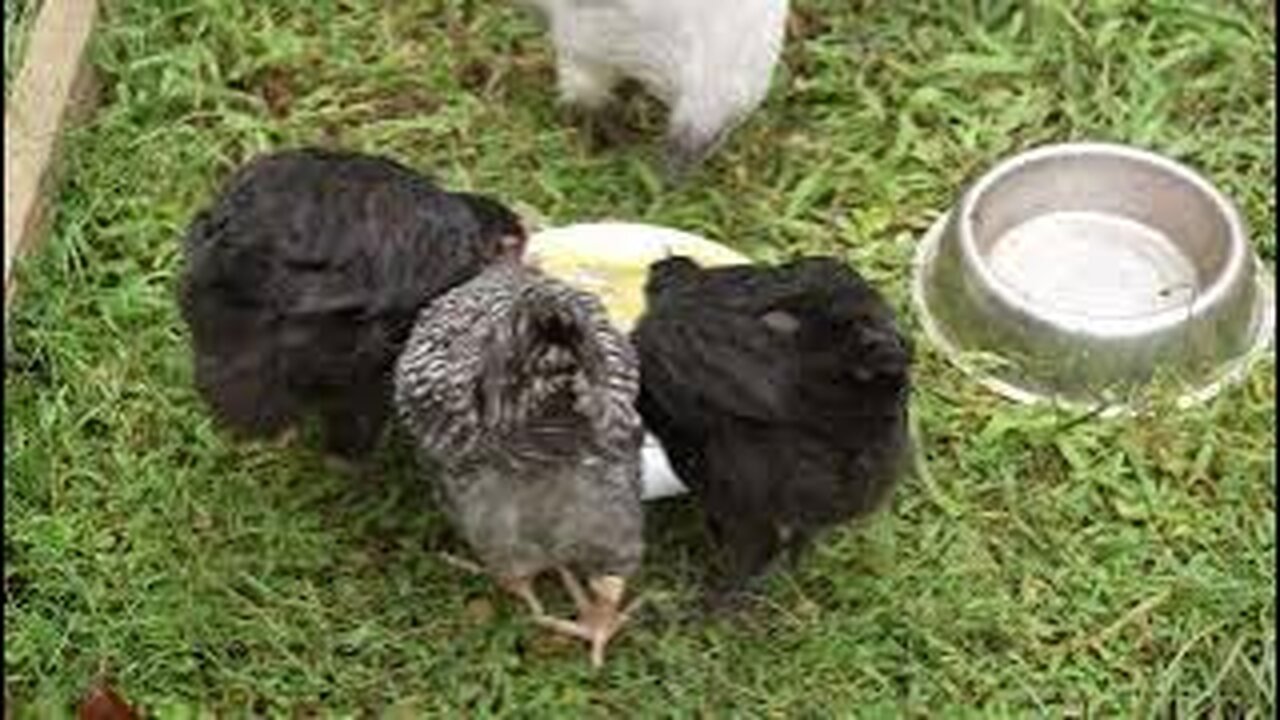 Young chicks broomed off the snack plate by a stalker.