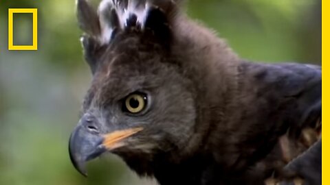 Eagle vs. Water Chevrotain | National Geographic