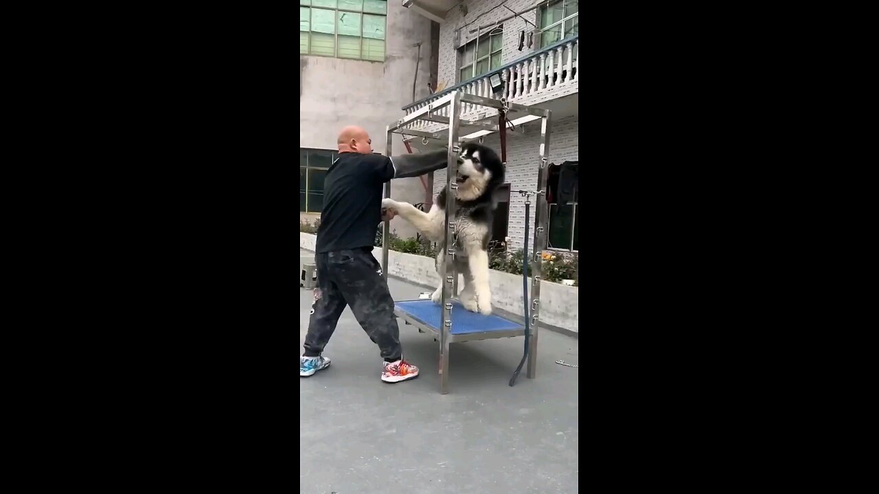 dogs