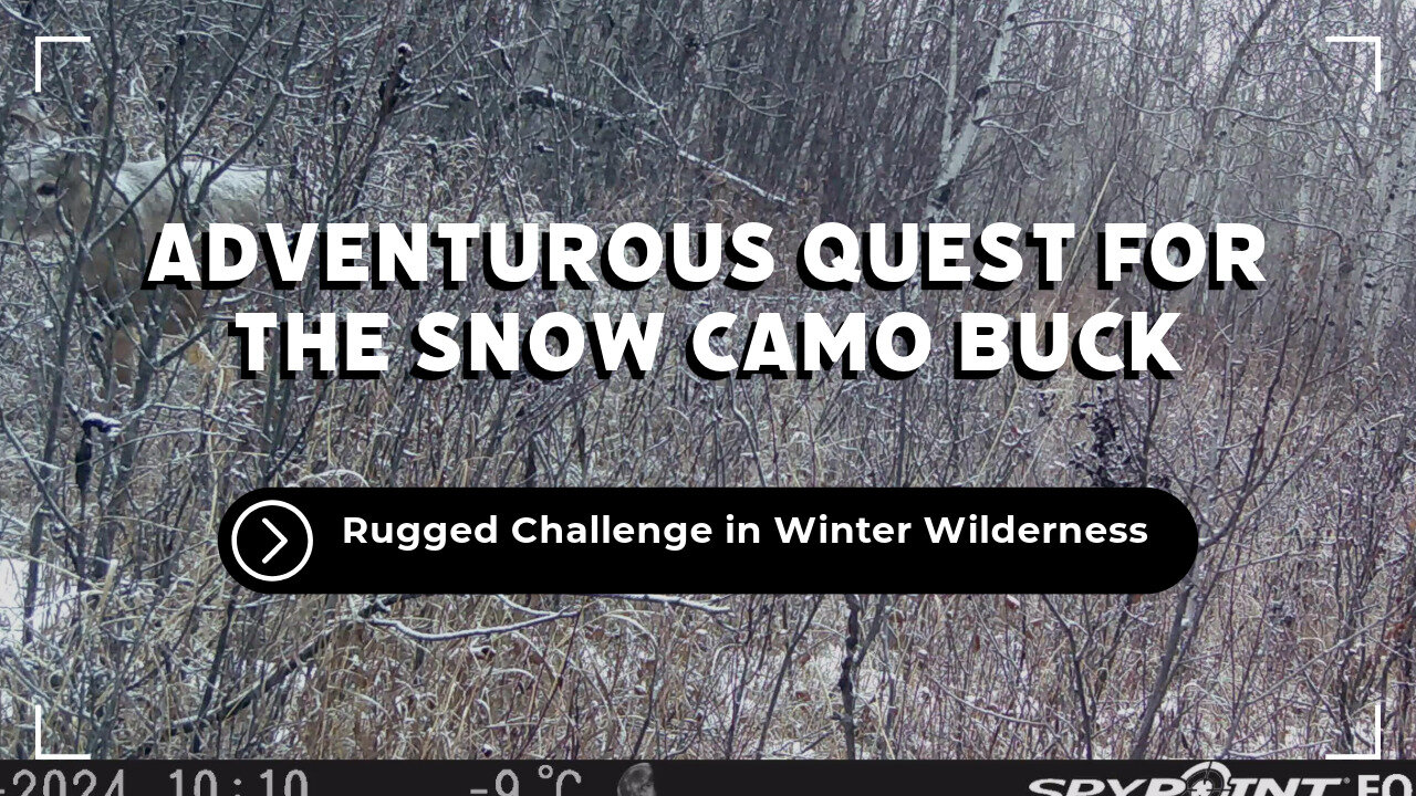 Snow Covered Buck