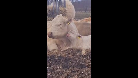 funny animals