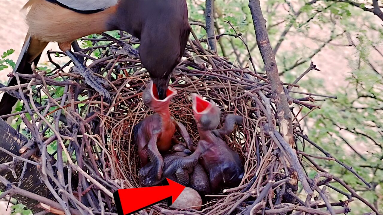 Unusual Bird Moments | Stranger Things