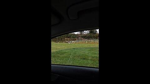 ducks part 1