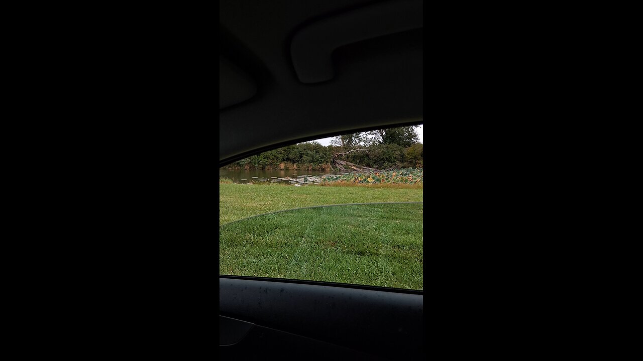 ducks part 1