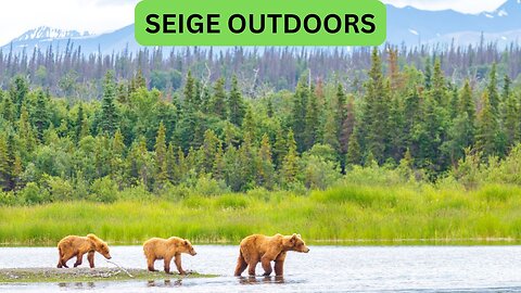 Katmai National Park Bear Feeding Live Stream!