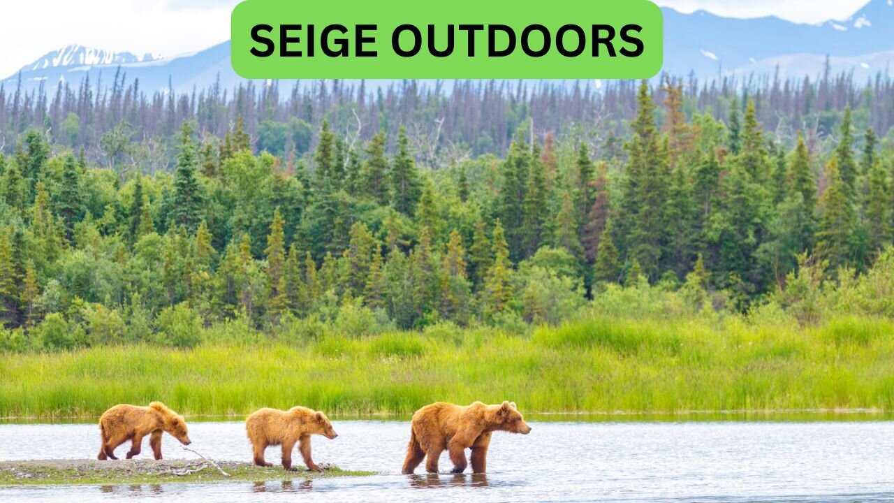 Katmai National Park Bear Feeding Live Stream!